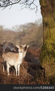 Herd of fallow deer in forest landscape