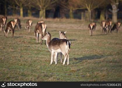 Herd of Fallow deer with fawns in forest landscape