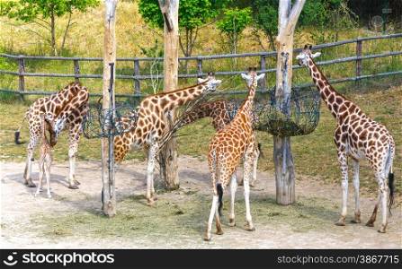 Herd of giraffe near feedbox.