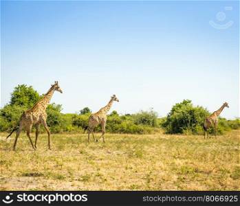 Herd of Giraffes running on the plains in Africa