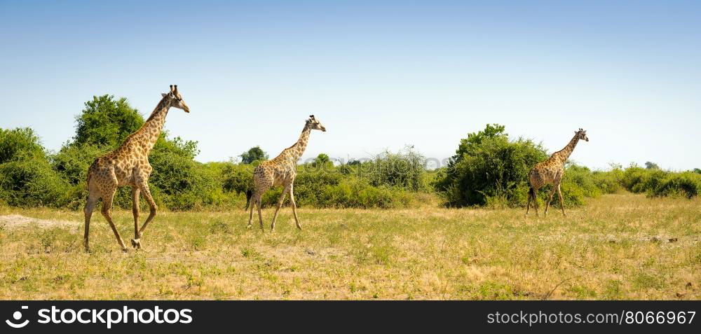 Herd of Giraffes running on the plains in Africa