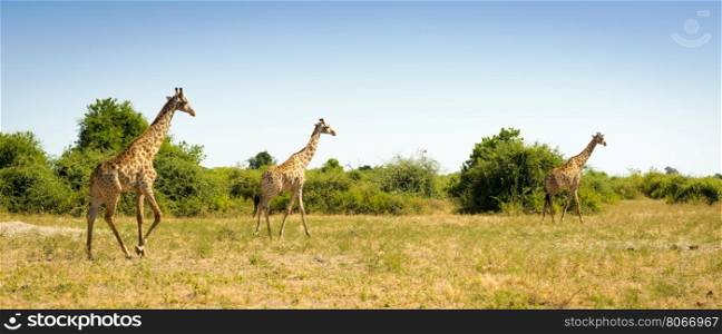 Herd of Giraffes running on the plains in Africa
