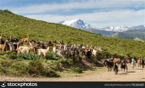 Herd of goats amongst the maquis in the Balagne region of Corsica with a snow capped Monte Padru in the distance