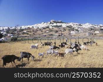 Herd of goats grazing in a field