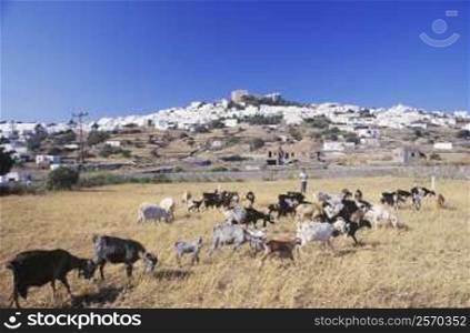 Herd of goats grazing in a field