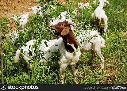 Herd of goats grazing in a field, Zhigou, Shandong Province, China