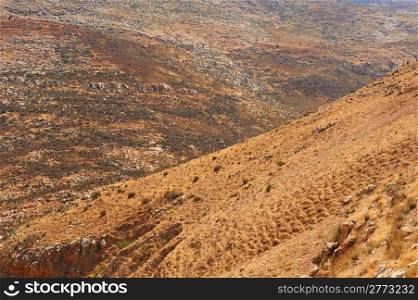 Herd of Goats Grazing in the Mountains of Samaria, Israel