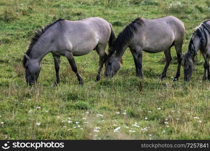 Herd of horses grazing in a meadow in the mist. Horses in a foggy meadow in autumn. Horses and foggy morning in Kemeri National Park, Latvia. Wild horses grazing in the meadow on misty summer morning.