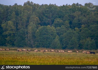 Herd of horses grazing in a meadow in the mist. Horses in a foggy meadow in autumn. Horses and foggy morning in Kemeri National Park, Latvia. Landscape with horses grazing in meadow.