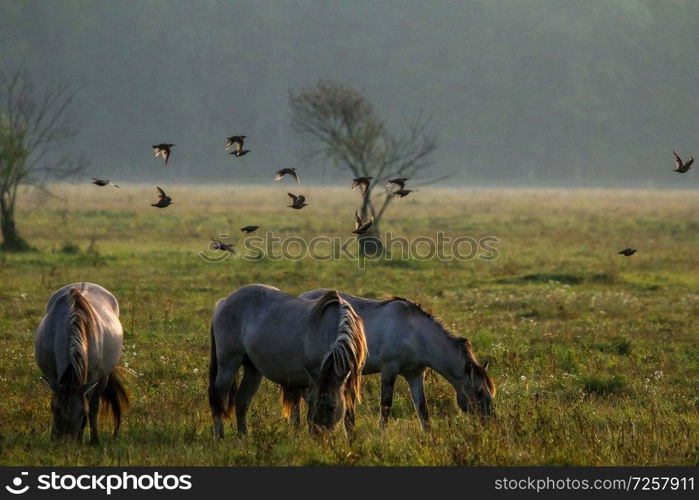 Herd of horses grazing in a meadow in the mist. Horses in a foggy meadow in autumn. Horses and foggy morning in Kemeri National Park, Latvia. Wild horses grazing in the meadow on misty summer morning.