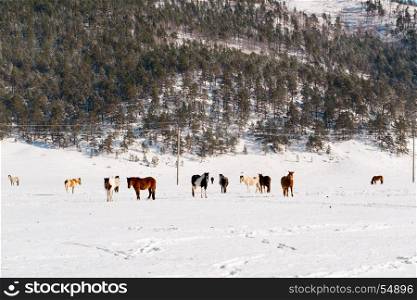 Herd of horses grazing on a winter pasture in Lake Baikal, Russia