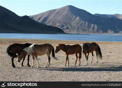 herd of horses in front of lake and mountains. Mongolia