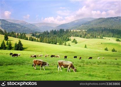 herd of horses in the Carpathian Mountains