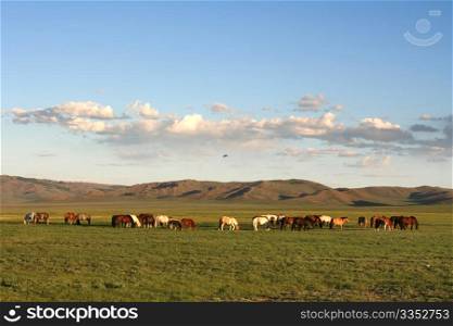 Herd of horses in the mongolian prairie