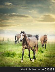 Herd of horses on summer pasture over beautiful dawn sky