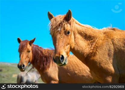 Herd of horses on the field with blue sky