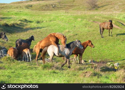 Herd of horses on the field with green grass