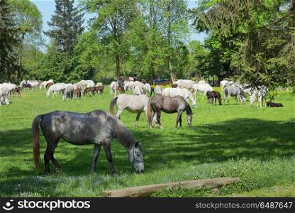 Herd of horses on the spring field. Herd of horses on the field