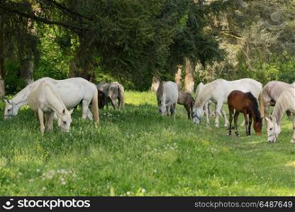 Herd of horses on the spring field. Herd of horses on the field