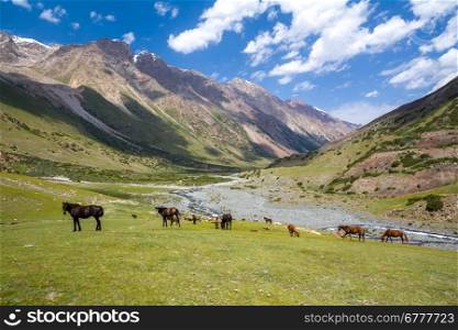 Herd of horses pasturing in Tien Shan mountains, Kyrgyzstan