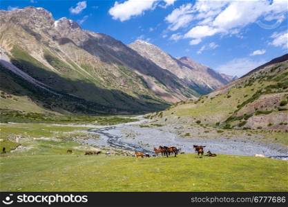 Herd of horses with foals grazing in mountains