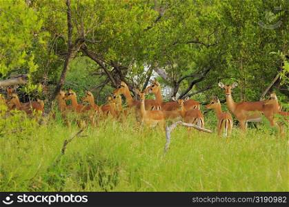 Herd of Impalas (Aepyceros melampus) in a forest, Motswari Game Reserve, South Africa