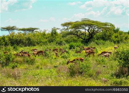 Herd of impalas grazing in the savannah grasslands of Samburu Park in central Kenya. Herd of impalas grazing in the savannah grasslands
