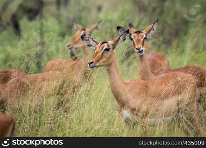 Herd of Impalas in the grass in the Okavango delta, Botswana.