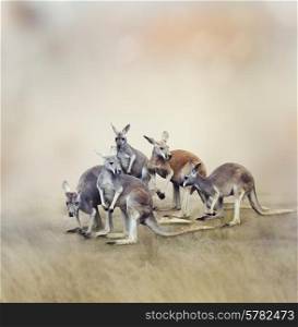 Herd Of Kangaroos In A Field