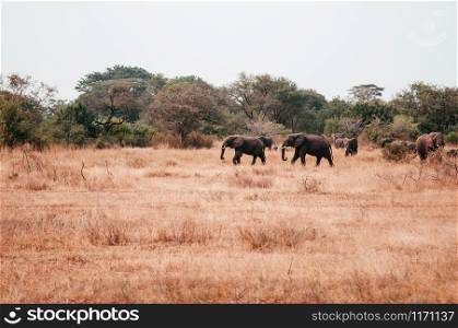 Herd of large African Elephants in golden grass field in Grumeti reserve, Serengeti Savanna forest in Tanzania - African safari wildlife watching trip