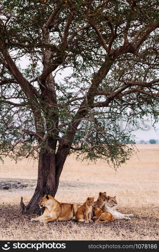 Herd of Lions, Female and young lions family lie under tree in grass field Serebgeti savanna forest - Tanzania African wildlife animal