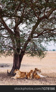 Herd of Lions, Female and young lions family lie under tree in grass field Serebgeti savanna forest - Tanzania African wildlife animal