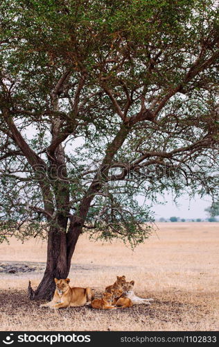 Herd of Lions, Female and young lions family lie under tree in grass field Serebgeti savanna forest - Tanzania African wildlife animal