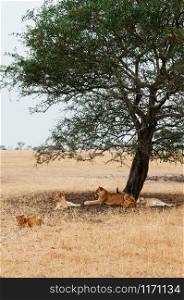 Herd of Lions, Female and young lions family lie under tree in grass field Serebgeti savanna forest - Tanzania African wildlife animal