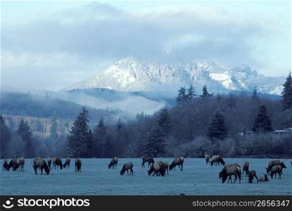 Herd of livestock grazing in remote valley field with snow-covered mountains in background