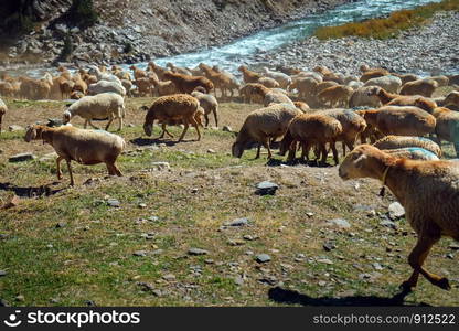 Herd of local sheep with blue painted marked grazing freely in the wilderness area near mountain and flowing river. Naran, Khyber Pakhtunkhwa, Pakistan. Selective focus.