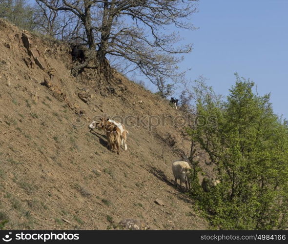 Herd of mountain goats on the slopes in the bushes. Herd of mountain goats on the slopes in the bushes.