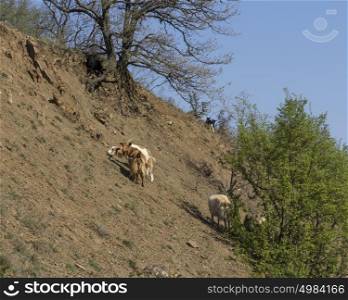 Herd of mountain goats on the slopes in the bushes. Herd of mountain goats on the slopes in the bushes.
