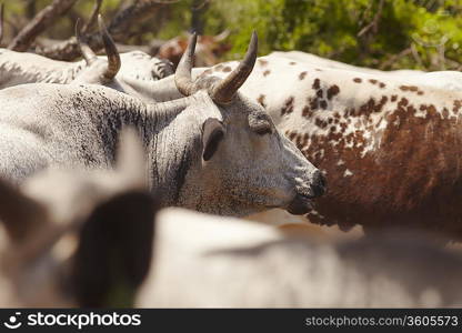 Herd of nguni cattle