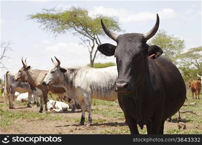 Herd of nguni cattle