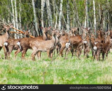 Herd of red deer stags in spring season
