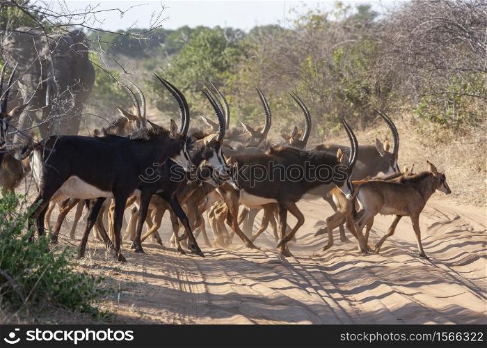 Herd of Sable Antelope (Hippotragus niger) crossing a track in Chobe National Park in northern Botswana, Africa.