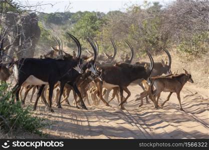 Herd of Sable Antelope (Hippotragus niger) crossing a track in Chobe National Park in northern Botswana, Africa.
