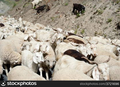 Herd of sheep and kashmir (pashmina) goats from Indian highland farm in Ladakh