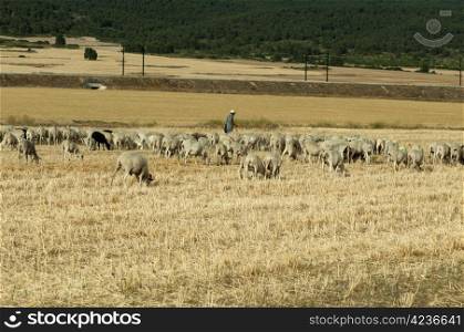 Herd of sheep and shepherd