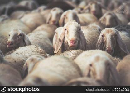 herd of sheep during the autumn transhumance