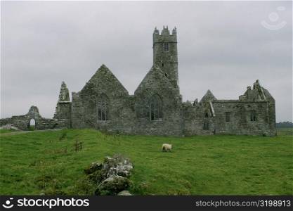 Herd of sheep grazing in a field, Ross Abby, County Galway, Republic of Ireland