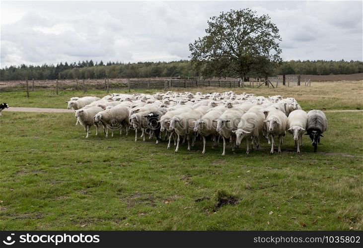 herd of sheep grazing in the field in holland and the dog is in control