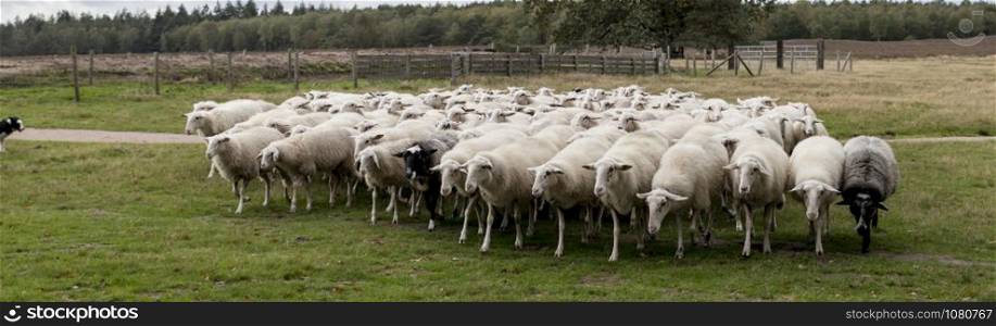 herd of sheep grazing in the field in holland and the dog is in control. herd of sheep grazing on the grass