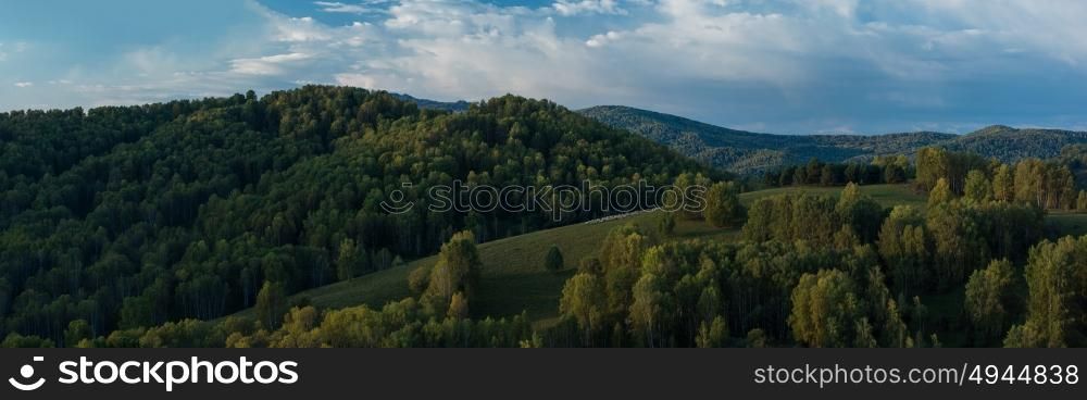 Herd of sheep in the forest and mountains. Herd of sheep in the forest and mountains, morning, Siberia, Russia